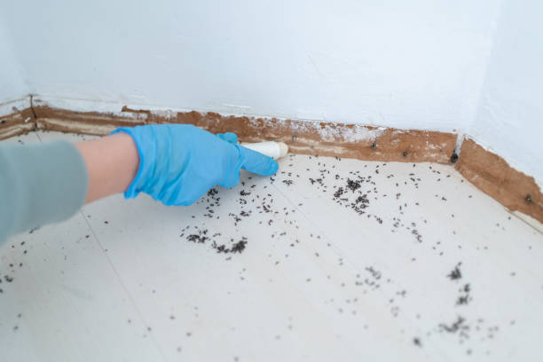 Best Pest Control for Multi-Family Homes  in Margate City, NJ